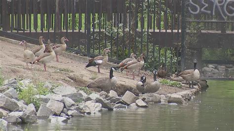 Sick, dying and dead ducks washing ashore at park in Boyle Heights